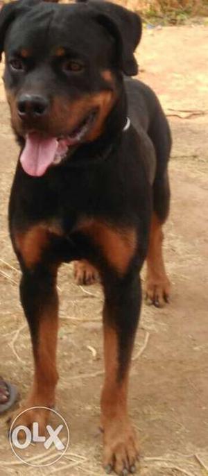 Tan And Black Rottweiler
