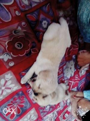 This is the puppy of labra so please contact if u