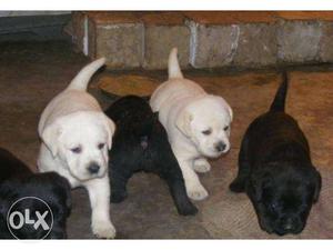 Three Black And Two Yellow Labrador Retriever Puppies