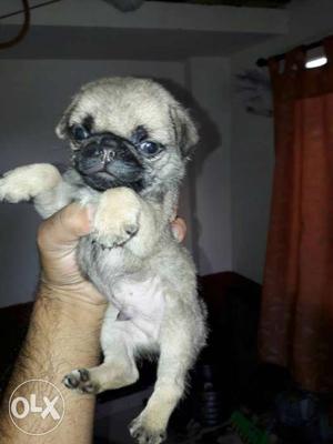 To good pug male and female crem colour actev and
