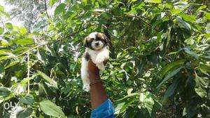 Toy size shih Tzu puppies available at reasonable