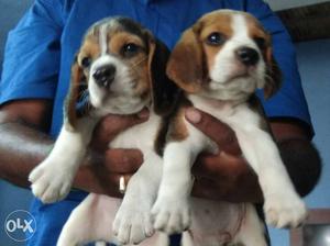Tricolour beagle mala and female