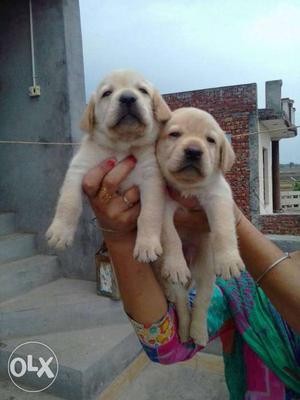 Two Beige Labrador Puppies
