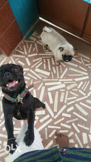 Two Black And Fawn Pugs