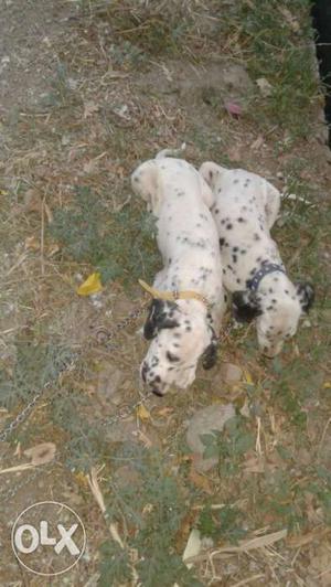 Two Black And White Dalmatian Puppies