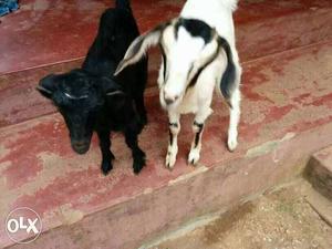 Two Black And White Goat
