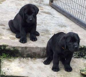 Two Black Medium Coated Puppies
