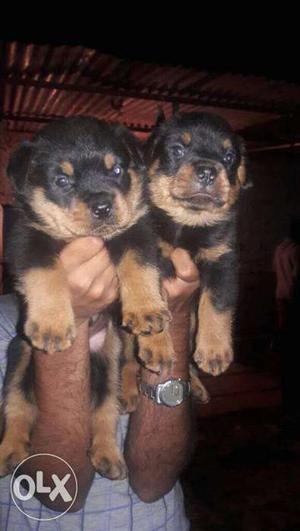 Two Brown And Black German Shepherd Puppies