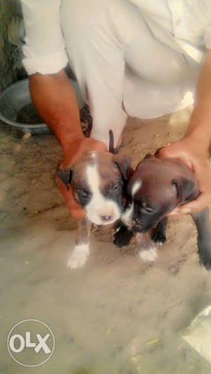 Two Brown-and-white Boxer Puppies