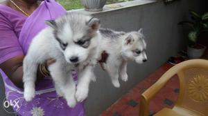 Two Gray And White Siberian Husky Puppies