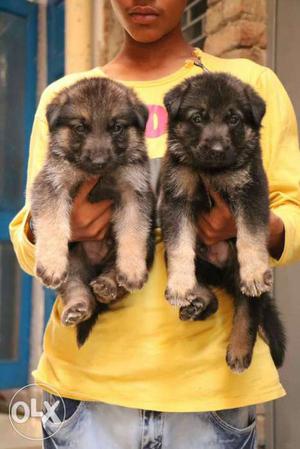 Two Long Coated Black And Tan Puppies