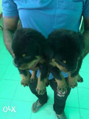 Two Tan And Black Rottweiler Puppies