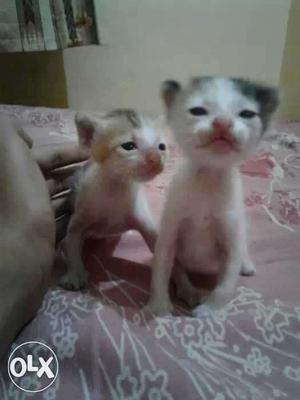 Two White And Black Kittens