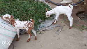 Two White And Brown Short Coated Goats