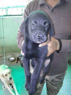 UrgEnt sell onlY black male labRa doG onlY 1 lEft