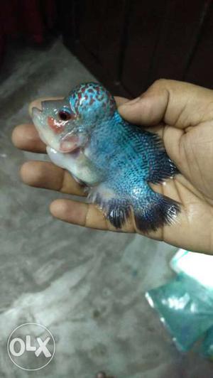 Various type of Flowerhorn available here at just /-