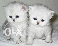 Very friendly nature persian cat and kitten for sale.in