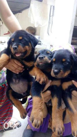 Very strong powered breed rottweiler pupp all breed pupp