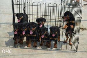 Warriors of Rottweiler Puppy Litter available