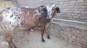 White And Brown Spotted Cow