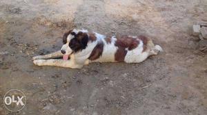 White And Brown St. Bernard