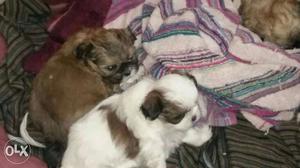 White And Brown long Coated Shihtzu pupp all breed pupp