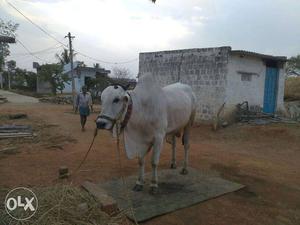 White Cow In Ongole