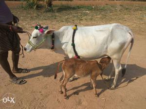 White Cow In punganur very small