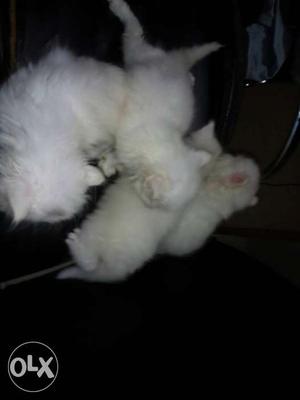 White Four Short Fur Kittens