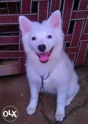 White Pomeranian Puppies Available. Healthy