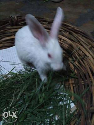 White Rabbit On Brown Wicker Basket