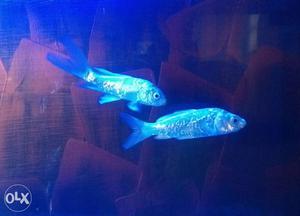 White colour koi carp fish - pair