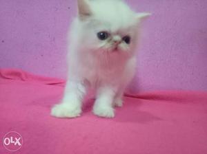 White extreme punch Persian Kitten