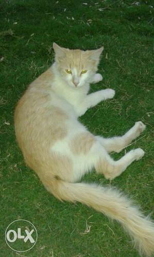 Yellow And White Short Fut Cat