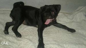 Z black female pug puppy 6 month old. vaccene