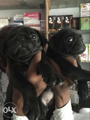 Z black  pair pug puppies available