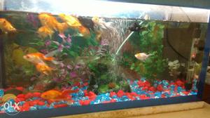 1*1*2 ft fish aquarium with filter, heater light