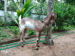 3 Female goats available pure jamunapari