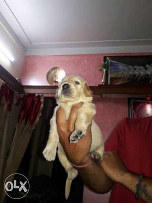 3 golden retriever female puppy available of very