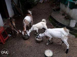 4 female nadan goat