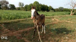 6 months old Kathi male horse... 1 aankhe ochu