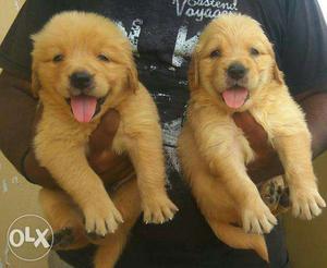 Active an healthy GOLDEN RETRIEVE Puppies for sales