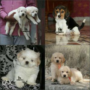 All pure and kci registered pups