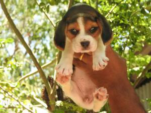 Beagle female puppy very cute superb quality