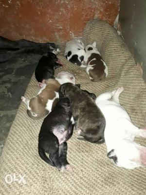 Black, Brown And White Puppy Litter