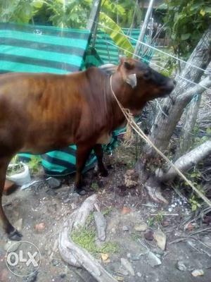 Brown Cow In Kayamkulam