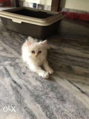 Cat semi punch Persian