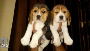 Cute and adorable tricolour Beagle Puppies