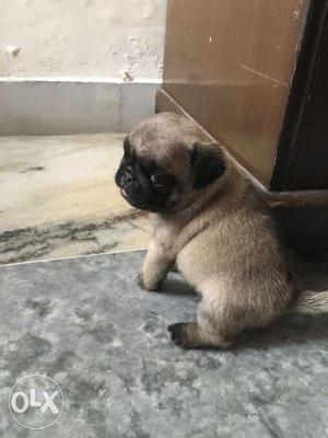 Fawn Pug Puppy