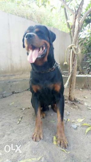 For mating service.Rottweiler,lab,german